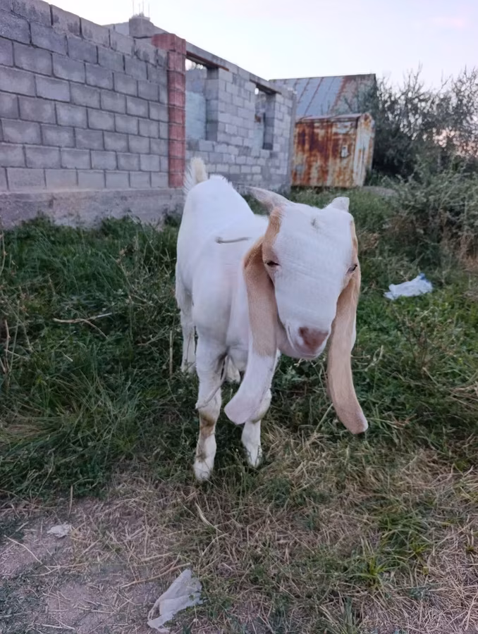 बकरा, Gulabi goats