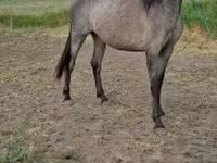 Yegua, Caballos — foto 2