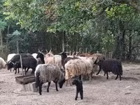 Juh, Racka sheep — 3. fotó