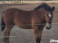 Mare, Haflinger — photo 6