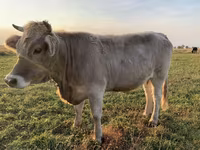 Krava, Swiss cattle — foto 2