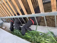 Bélier, Hissar sheep — photo 1