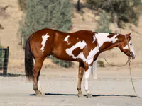 Hing, American paint horse — 8. fotó
