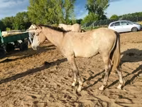Jument, Chevaux — photo 4