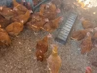 Chickens — zdjęcie 5