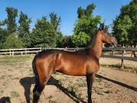 Hing, Akhal-Teke — 3. fotó
