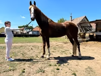 Kanca, Dutch warmblood horse — 3. fotó