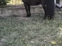 Айғыр, Australian Pony — 2-сурет