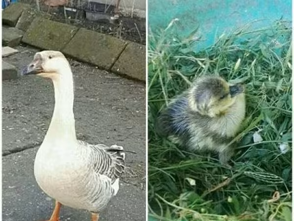 Geese — Ungarn