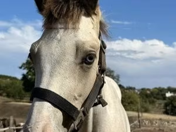 Jument, Chevaux