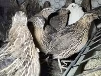 Quails — foto 2