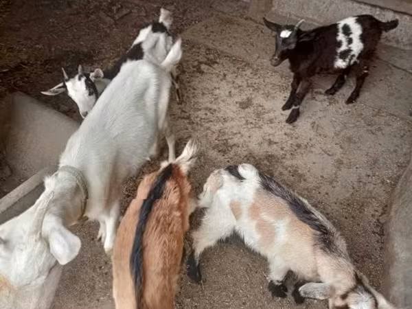 公山羊, Goats