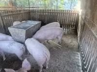 Cerda, Cerdos — foto 3