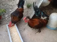 Chickens — फ़ोटो 7