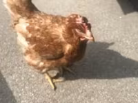 Chickens — foto 1