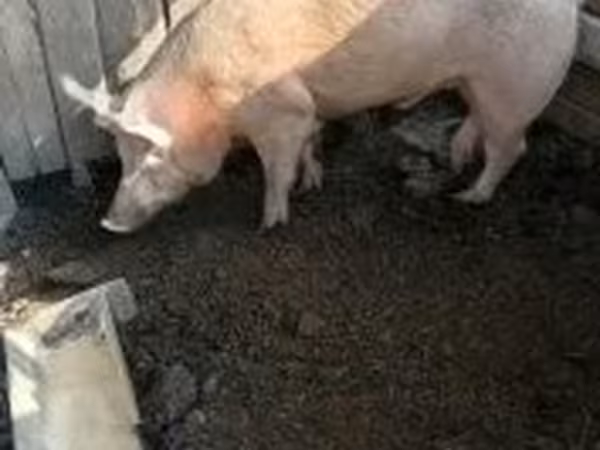 Eber, Schweine — Ungarn