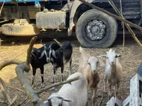 Goat, Goats — photo 1