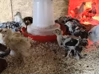 婆罗门鸡 — 照片 6