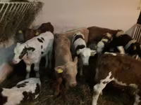 Bika, Simmental cattle — 2. fotó
