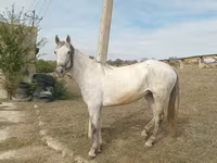 Klisna, Orlov Trotter — foto 1
