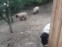 كبش, White Suffolk sheep — الصورة 8
