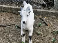 公山羊, Goats — 照片 3