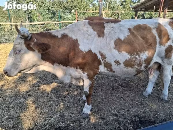 Tehén, Limousin tehén — Magyarország