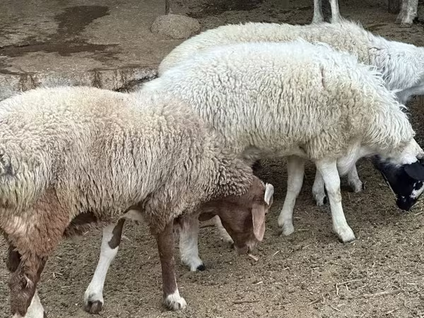 Sheep (batch, sex not specified), Sheep