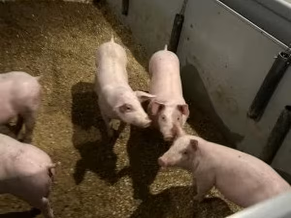 Boar, Гипор