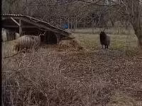 母羊, Racka sheep — 照片 2
