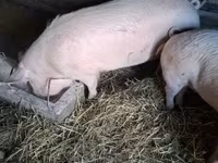 Süldőanya, Крупная белая — 3. fotó