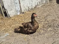 East Indie — photo 4