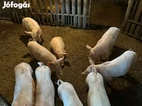 Sow, Pigs — photo 5
