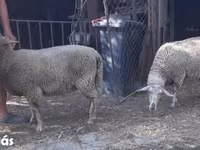 Sheep, Sheep — photo 3