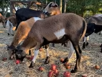 公羊, Cameroon sheep — 照片 7