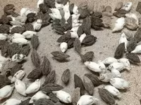 Quails — foto 8