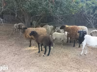 Oveja, Ovejas — foto 3