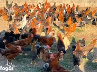 Chickens — 1. fotó