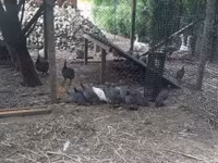 Guinea fowl — फ़ोटो 1