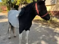 Égua, Cavalos — foto 4
