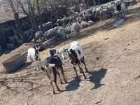 भेड़, भेड़ — फ़ोटो 3