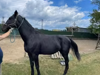 Caballo, Nonius horse — foto 6