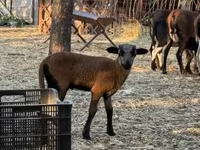 公羊, Cameroon sheep — 照片 4