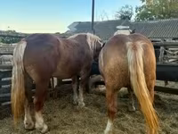 Kanca, Hungarian horse breed — 7. fotó