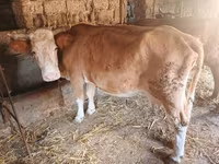 गाय, जंगली याक — फ़ोटो 6