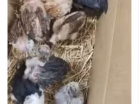 Chickens — photo 3