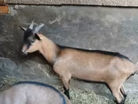 बकरा, Alpine goat — फ़ोटो 1