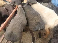 Juhok (tétel, nem megadva), Edilbay sheep — 3. fotó