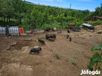 公猪, Вьетнамская вислобрюхая — 照片 3