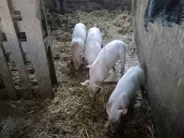 Kan, Sertések — Magyarország